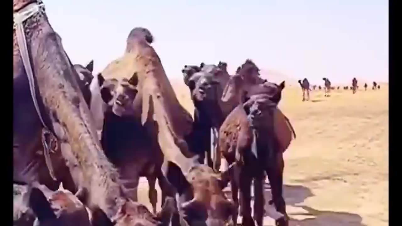 Camels Drinking - By q.a182 (tt)