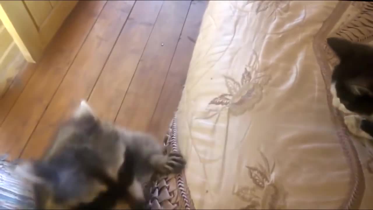 Raccoon : Give me the cat!