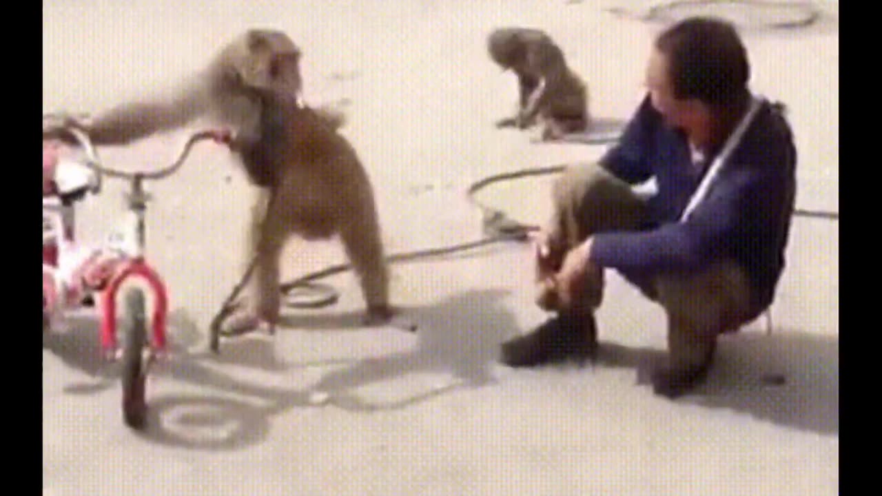 Funny Monkey street play