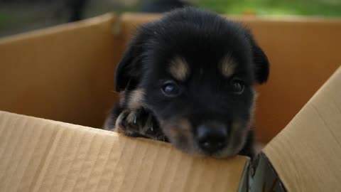 BABY PUPPY COMING HOME