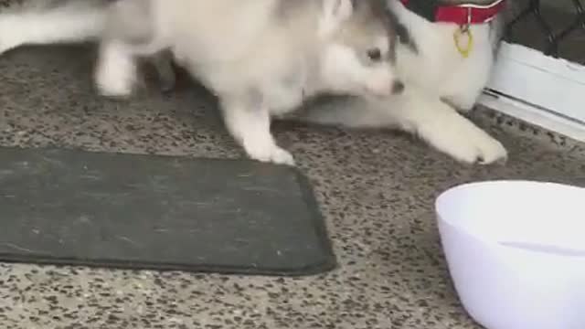 Goofy puppy falls into the water bowl