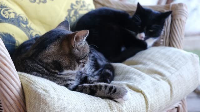 Two Cats Lying on a Sofa