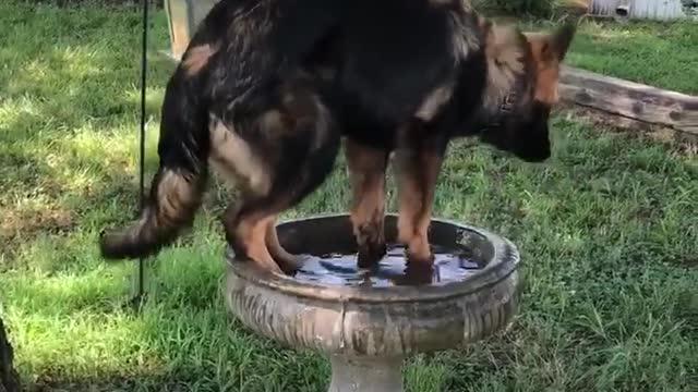 German Shepherd mistakes bird bath for personal pool