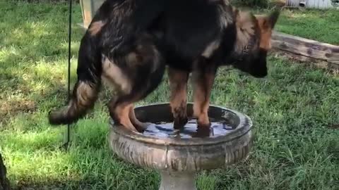 German Shepherd mistakes bird bath for personal pool