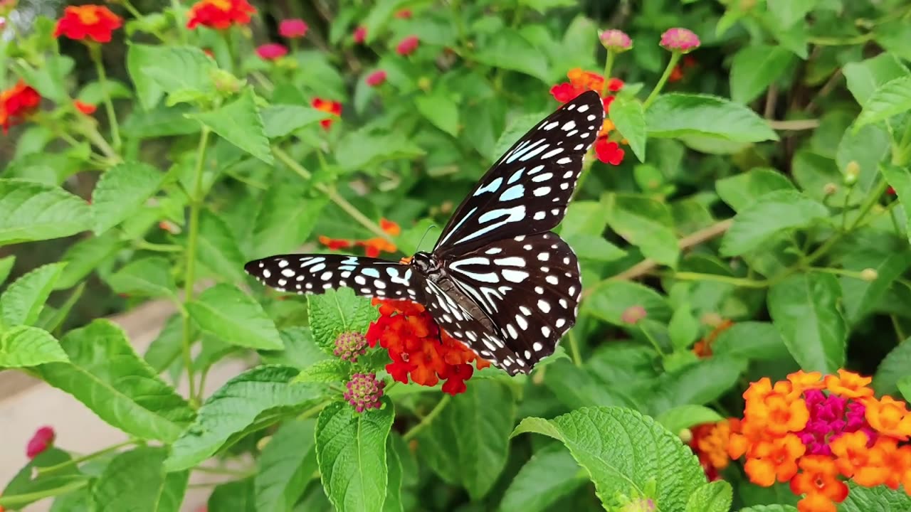 Beautiful Butterfly in Garden Part 1