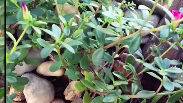 Joaquim Eugênio, Campinas.