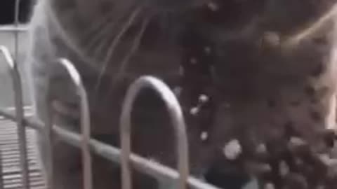Best fanny beautiful cute cat videos.