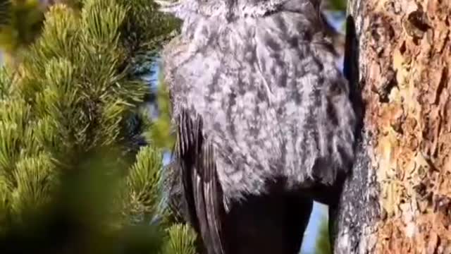 Self-absorbed owl