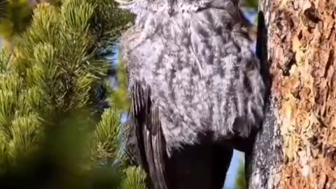 Self-absorbed owl