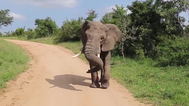 The happiest elephant in the world!