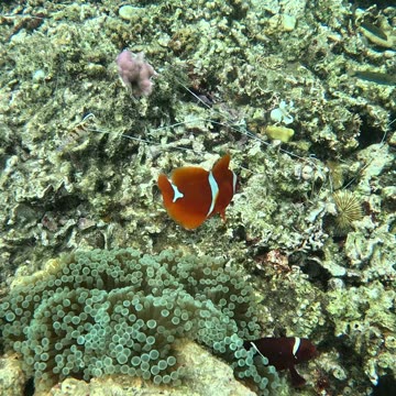 Snorkeling with Clownfish: Exploring Nature’s Aquatic Gems