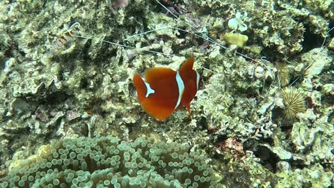 Snorkeling with Clownfish: Exploring Nature’s Aquatic Gems