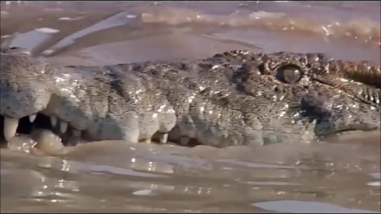 Lion vs Crocodile