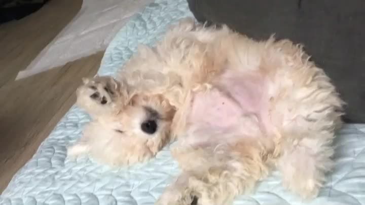 Puppy sleeping in a strange position