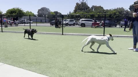 DOG PARK SUNDAY