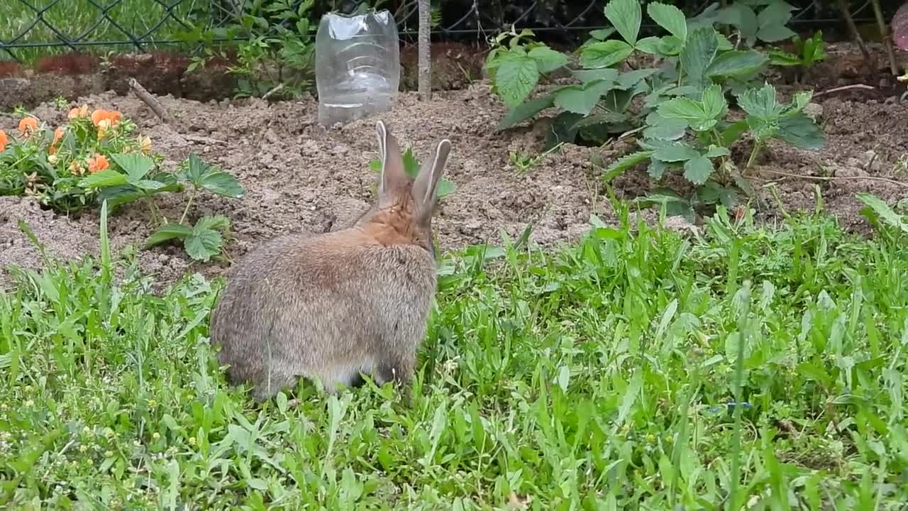 my cute Rabbit In A Garden