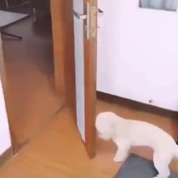 PETS NEVER LIE ABOUT LOVE-35 #shorts