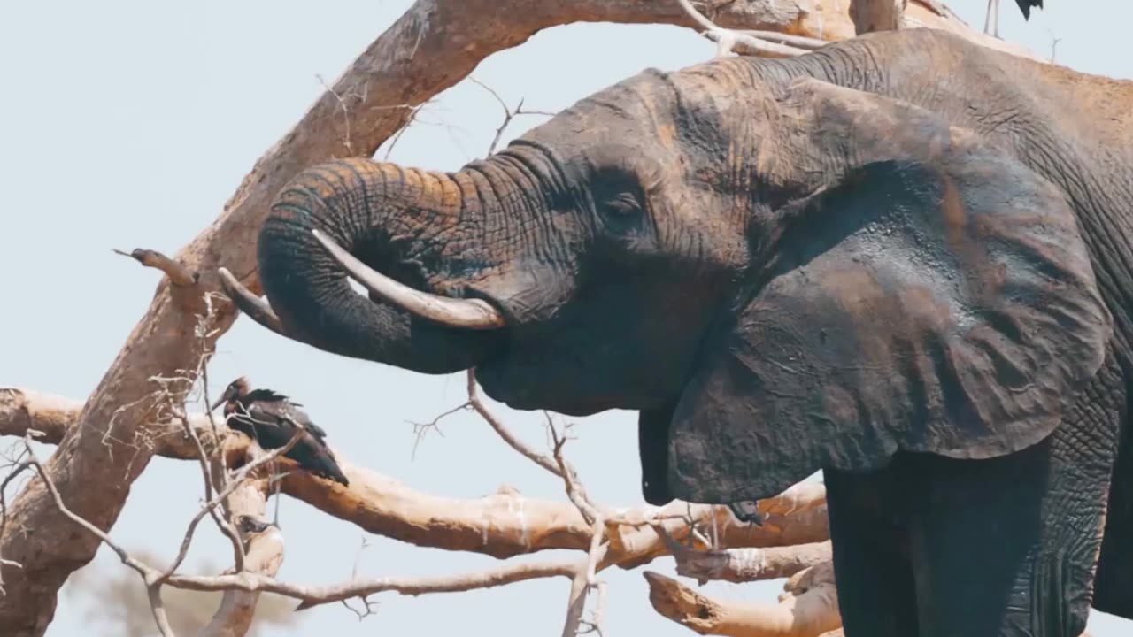 An elephant is drinking water.