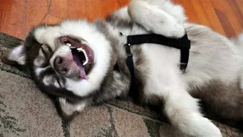 Best of FUNNIEST DOGs Will Make You Laugh All Day