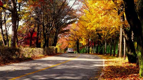 Autumn road