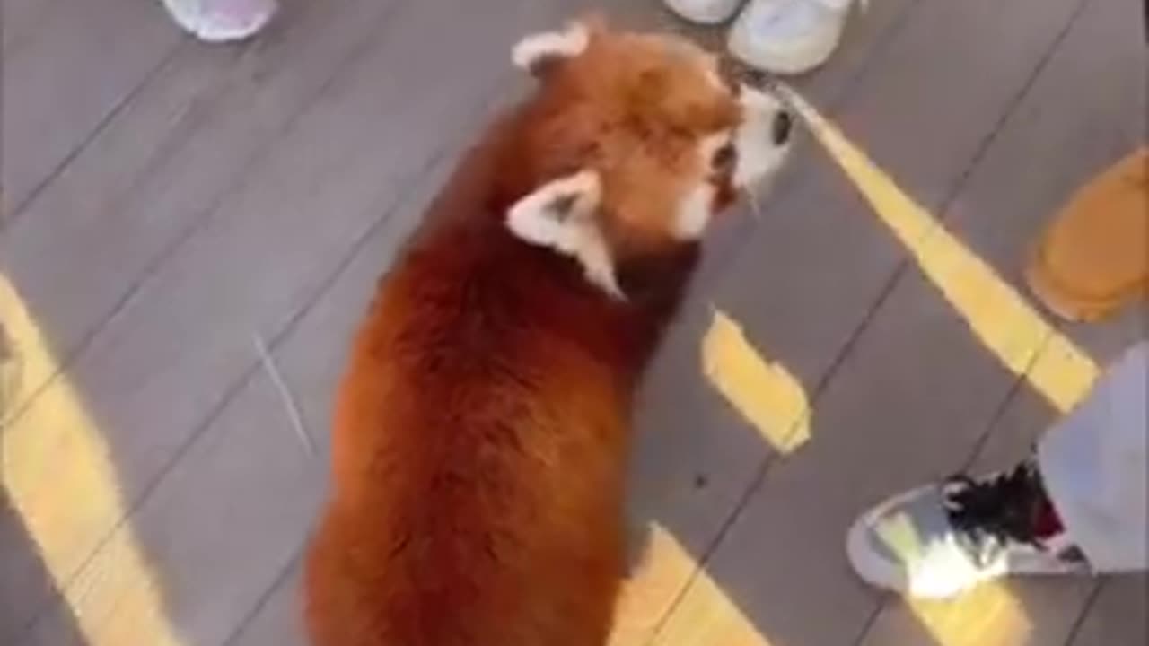 Red panda want a Hug (This is Too Precious )