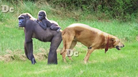 Gorilla And dog lovers