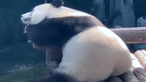 Giant panda pees, can make people laugh to death