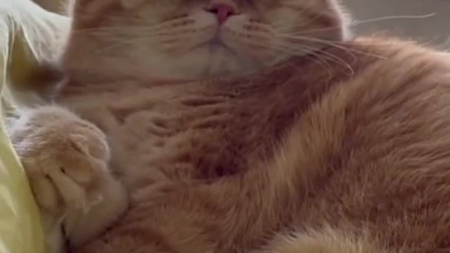 cat -