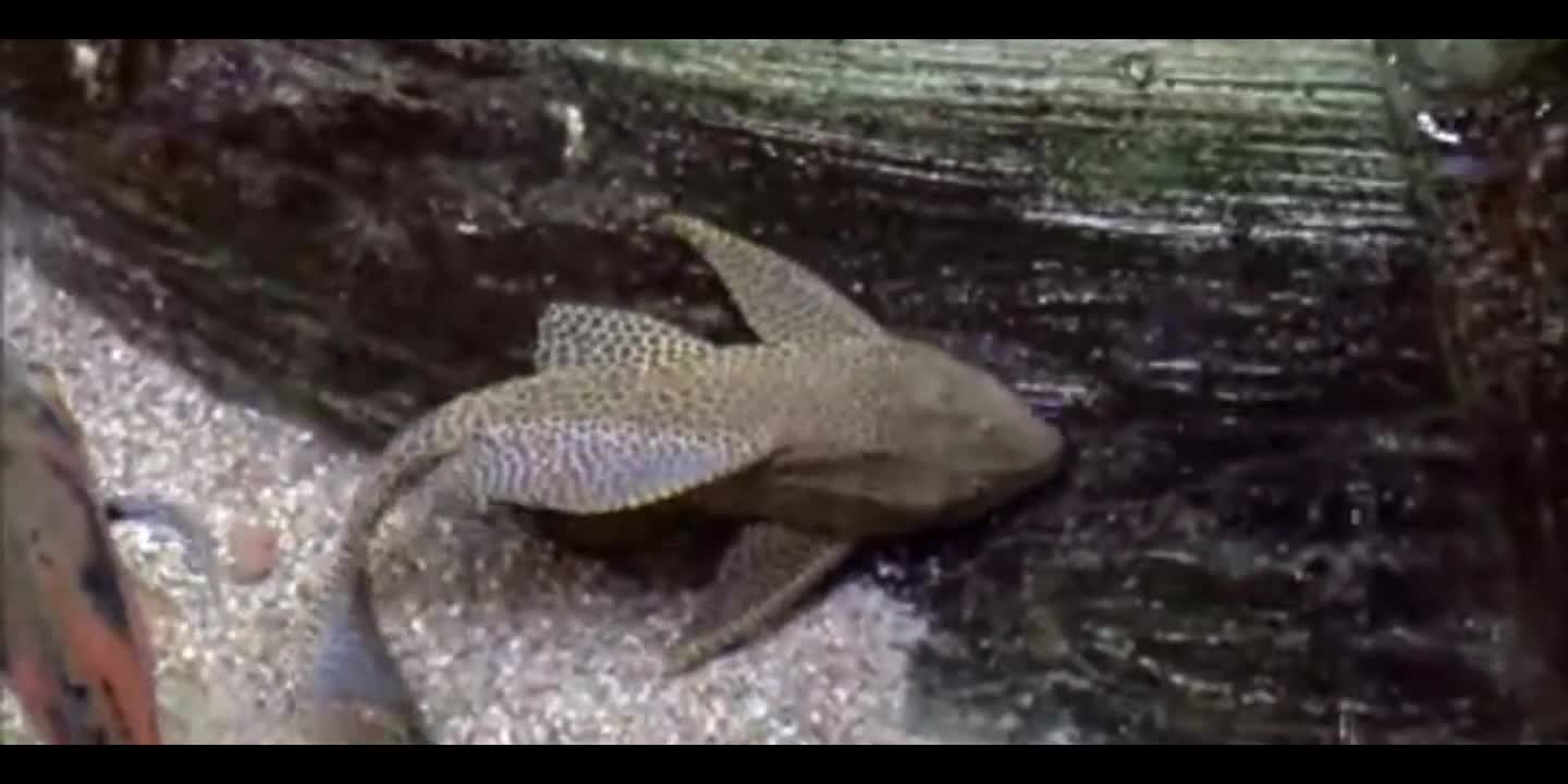 Amazon Catfish