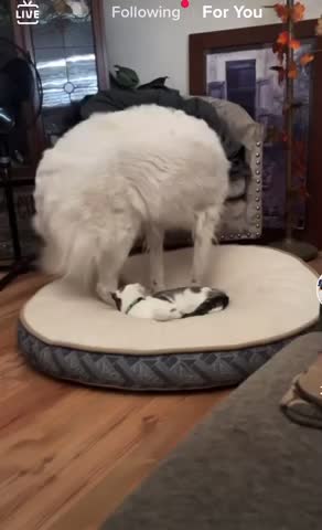Warning!!! Dog sits and on Cat! Must watch