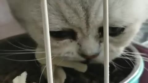 kitten eating food intently