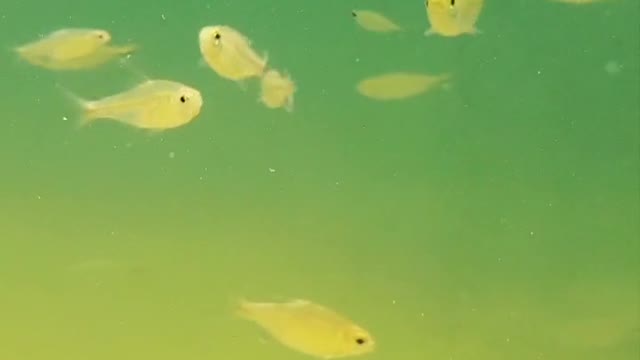 Sneyha, Arbin & Javan Fun Playing With Real Fish in Inflatable Swimming pool - Cute Sneyha's Show