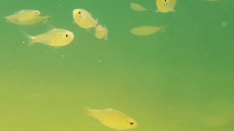 Sneyha, Arbin & Javan Fun Playing With Real Fish in Inflatable Swimming pool - Cute Sneyha's Show