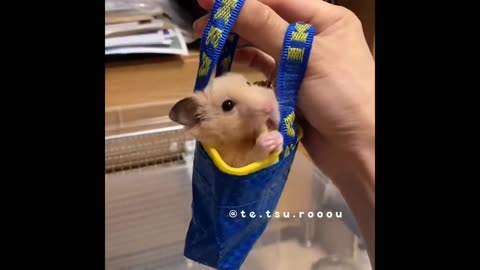 Cute baby animals video 😍