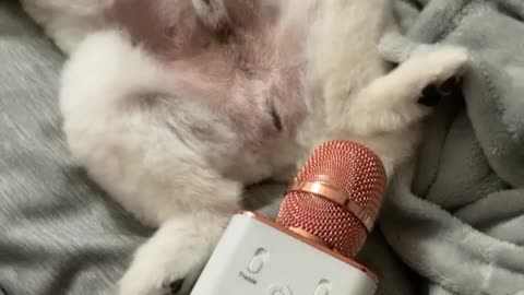 CAT CATS ❤ Best Funny Cat Videos | Cat funny videos | Funny animals 😄