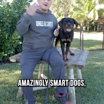 Top 3 Reasons Rottweiler Are No Longer Police Dogs