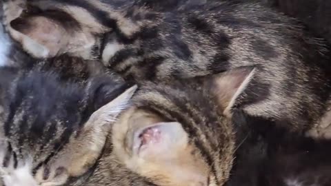 Nice kitten funny video