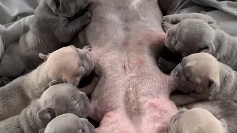 How To Feed Mother Milk To Puppy & How Many Time