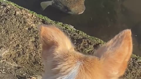 Fish AND DOG WATCH