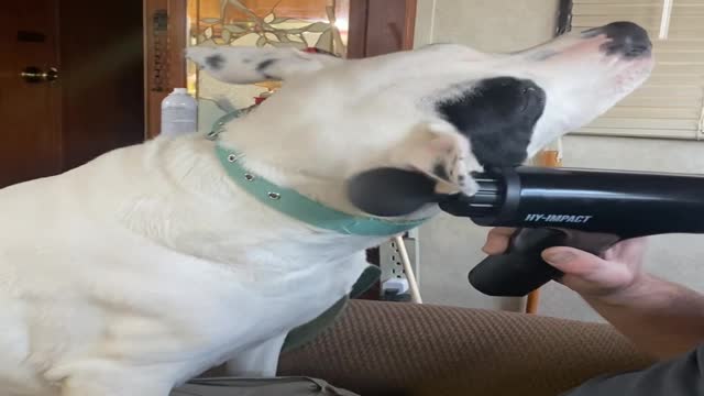 Dog loves Massage Gun