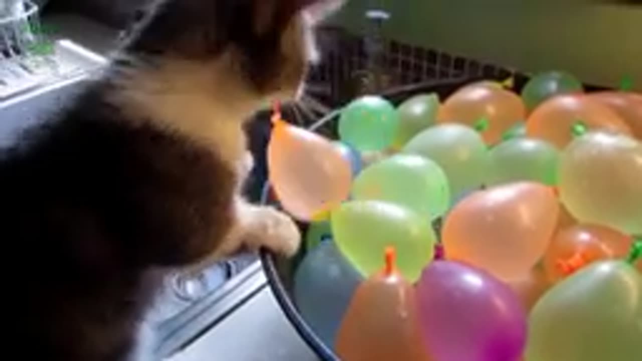 Funny Cats vs Balloons - Who Is The Winner?