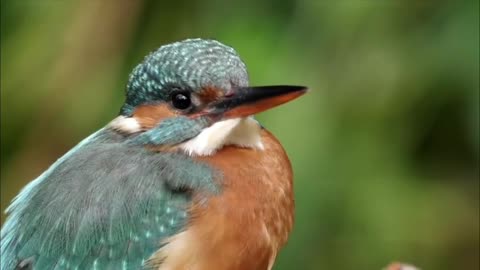 Kingfisher master