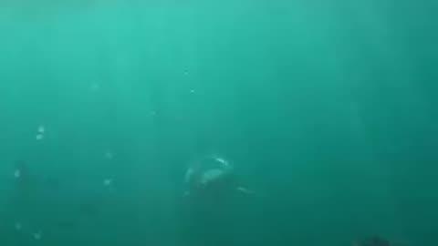 Shark video
