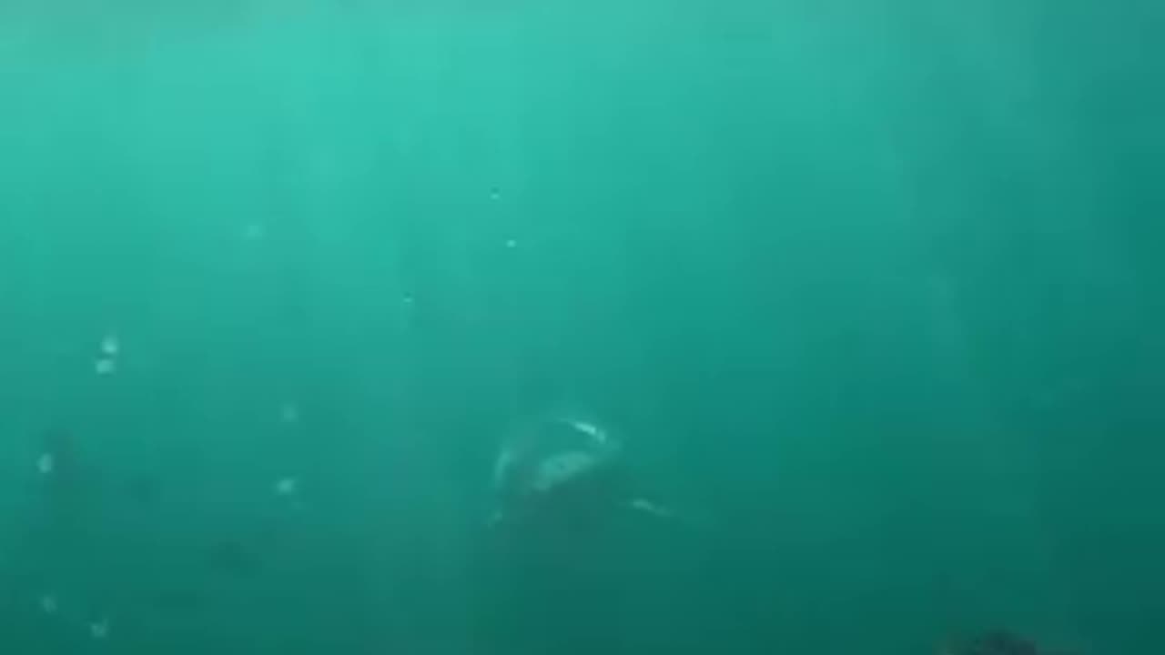 Shark video