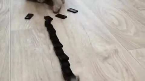 Destroyer cute cat!! || Funny Cats || Pets || 4K Quality || HD Videos