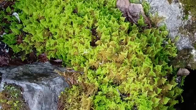 natural moss