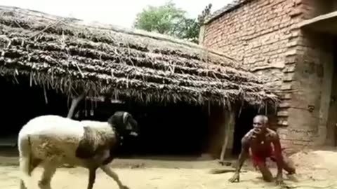 fighting the power of humans against sheep