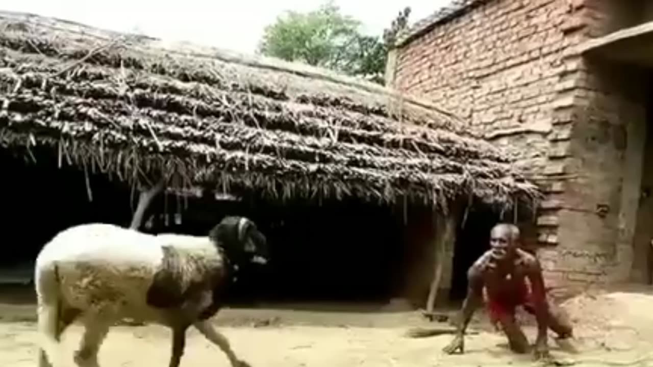 fighting the power of humans against sheep