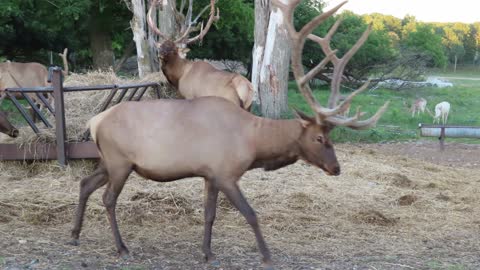 Gaylord City Michigan - Elk Herd Viewing on the 45 Parellel Day Trip