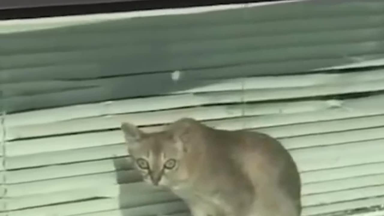 Cat funny videos